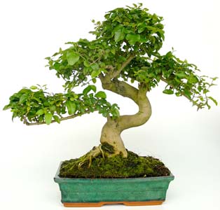 Privet